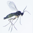 Sciara coprophila самец