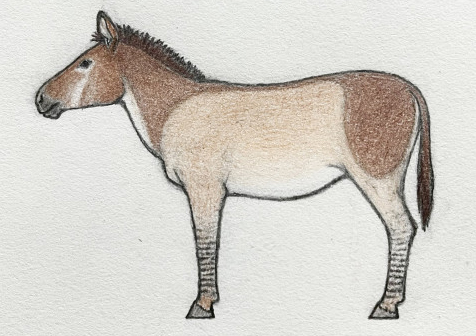 Equus_ovodovi.jpg