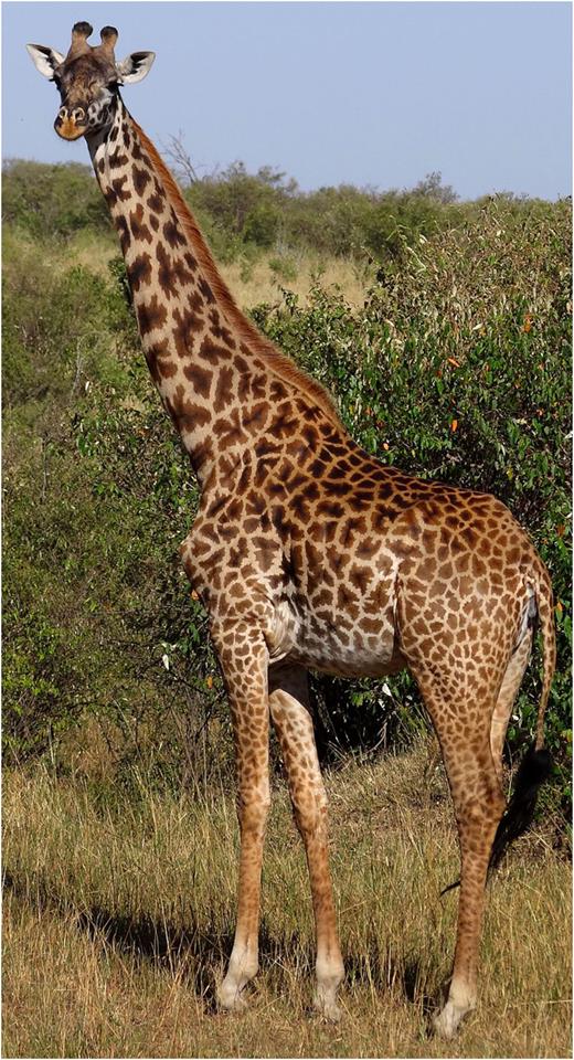 Giraffe.jpg