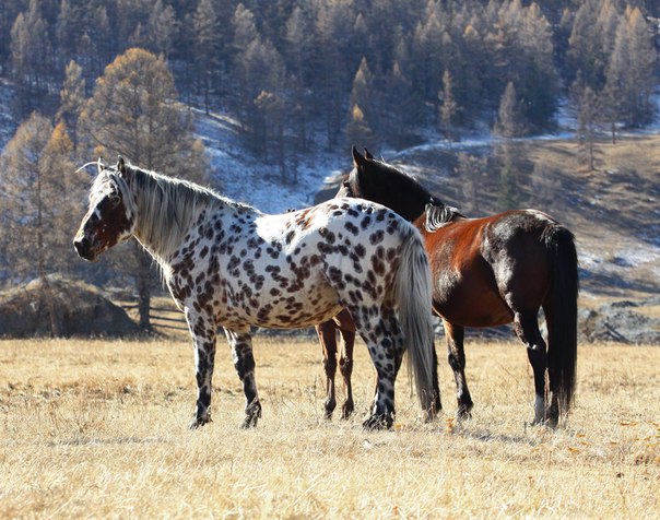 altai_horse_2.jpeg