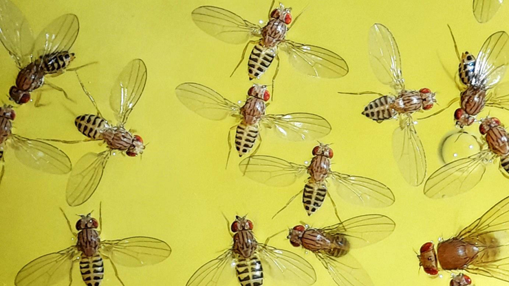 biomol_fruiflies.png