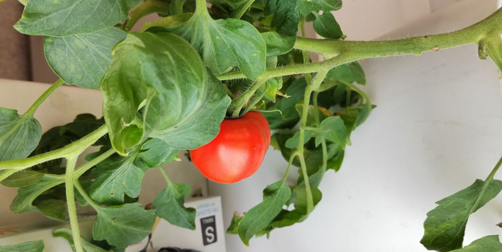 tomato.jpg